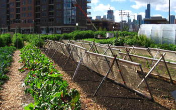 Chicago urban farms